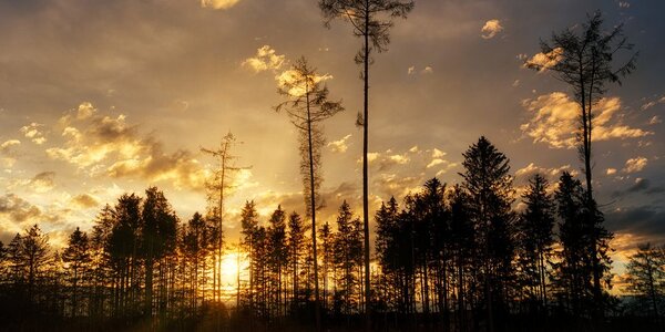 Tablou seara devreme în pădure