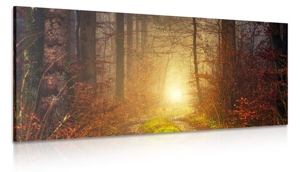 Tablou lumina în pădure