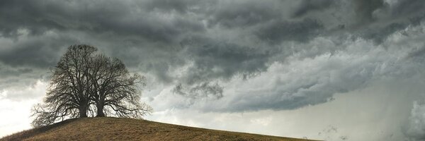 Tablou copaci singuratici