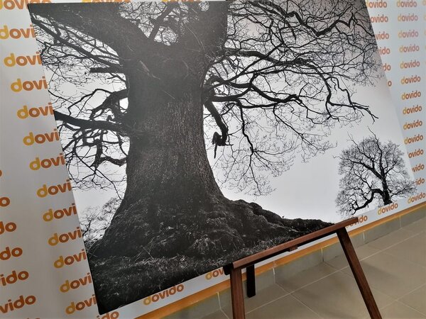 Tablou simbioza copacilor în design alb-negru