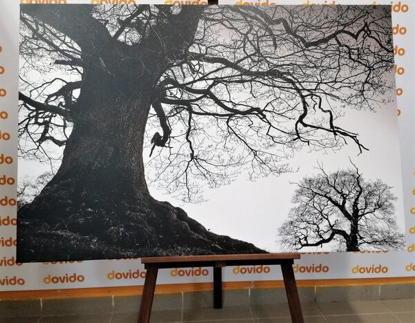 Tablou simbioza copacilor în design alb-negru