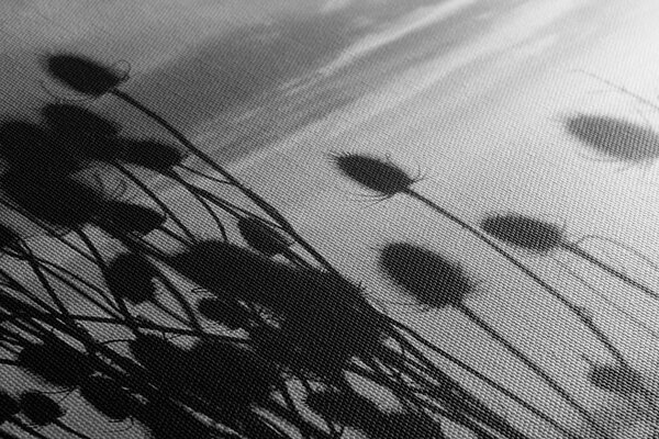 Tablou lama de iarbă pe câmp în design alb-negru
