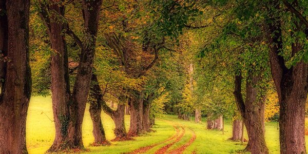 Tablou alee prin pădure de toamnă