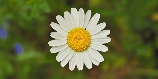 Tablou floare de margaretă