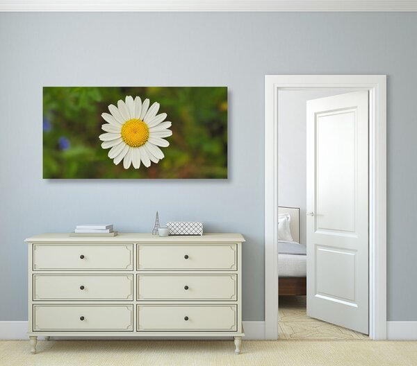 Tablou floare de margaretă