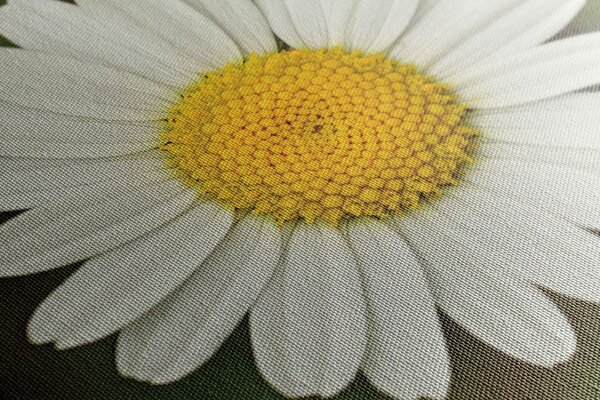 Tablou floare de margaretă