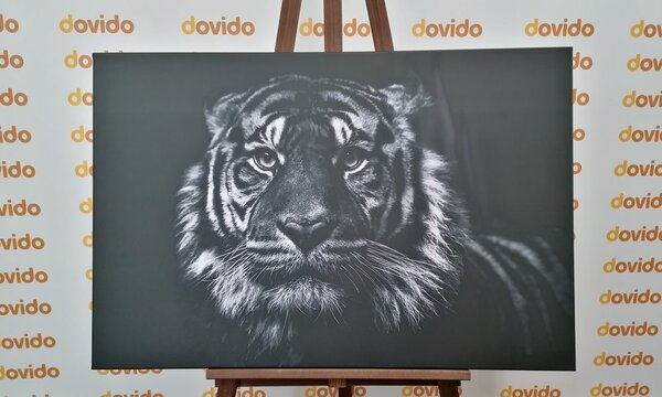 Tablou tigru în design alb-negru