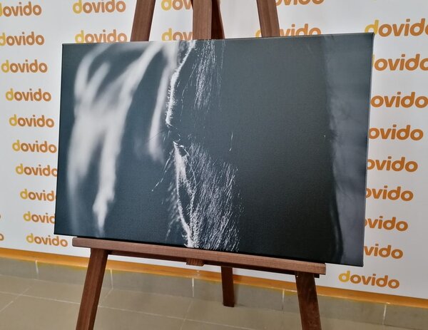 Tablou calul maiestuos în design alb-negru
