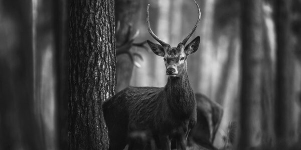 Tablou cerb în pădure în design alb-negru