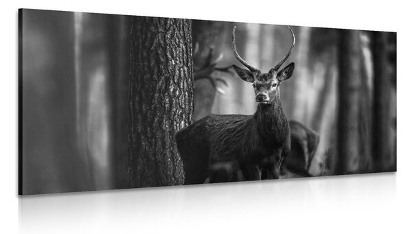 Tablou cerb în pădure în design alb-negru