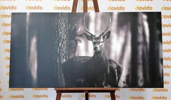 Tablou cerb în pădure în design alb-negru