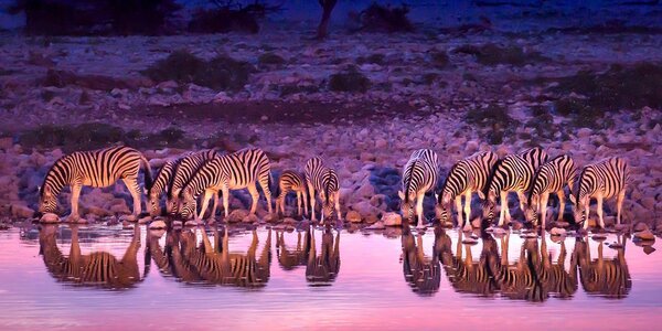 Tablou zebre în safari