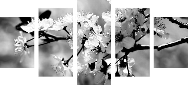 Tablou 5-piese floare de cireș în design alb-negru