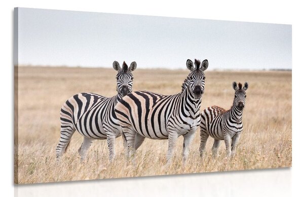 Tablou trei zebre în savana