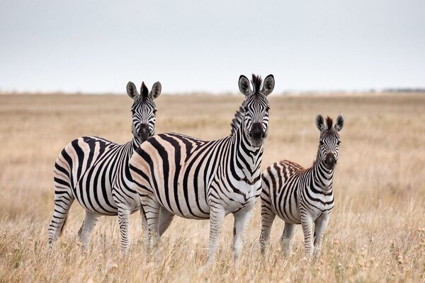 Tablou trei zebre în savana