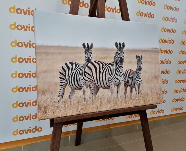 Tablou trei zebre în savana