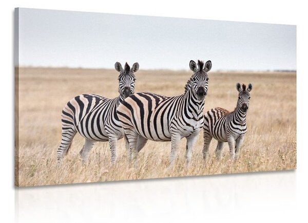 Tablou trei zebre în savana