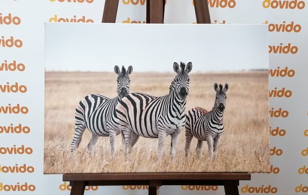 Tablou trei zebre în savana