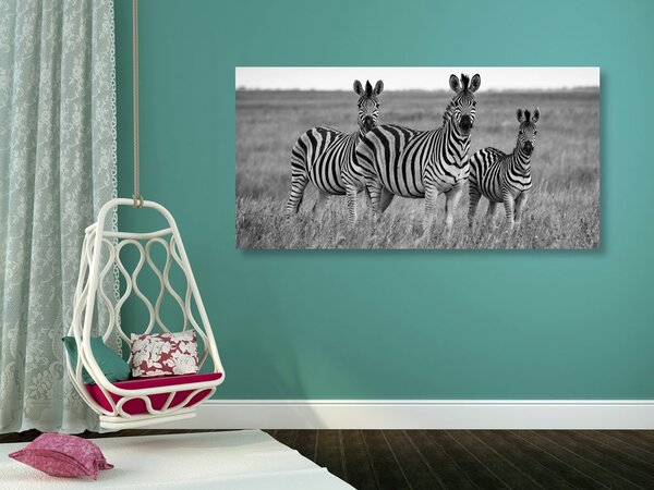 Tablou trei zebre în savana în design alb-negru