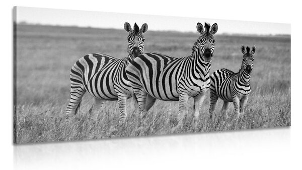Tablou trei zebre în savana în design alb-negru