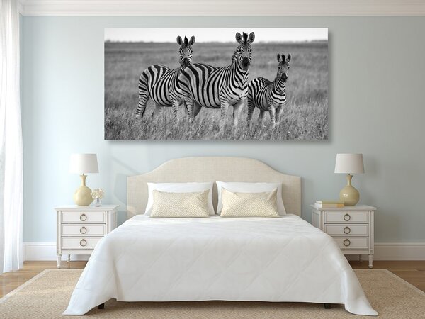 Tablou trei zebre în savana în design alb-negru