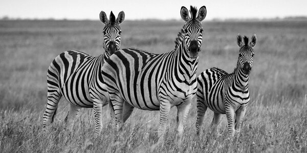 Tablou trei zebre în savana în design alb-negru
