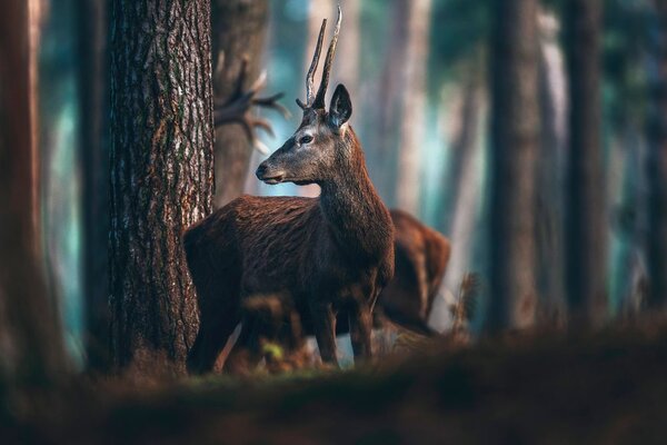 Tablou cerbul în pădure de pini