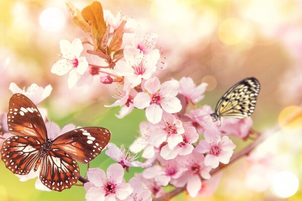 Tablou florile de primăvară cu fluturi exotici