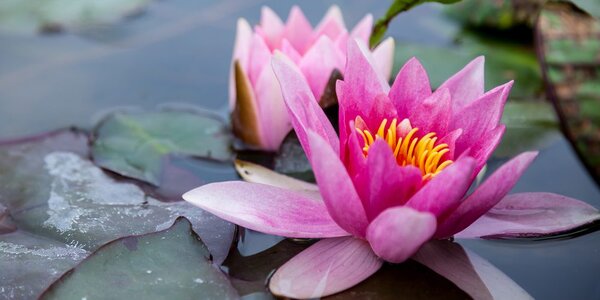 Tablou floare de lotus roz