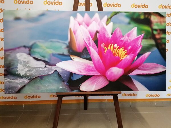 Tablou floare de lotus roz