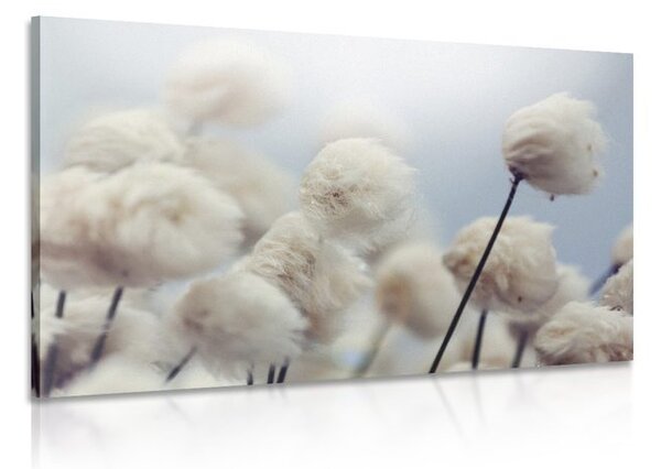 Tablou flori de bumbac arctice