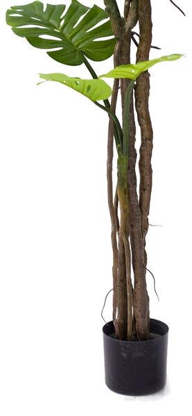 Planta decorativa Monstera III Pako World Negru inaltime 180 cm