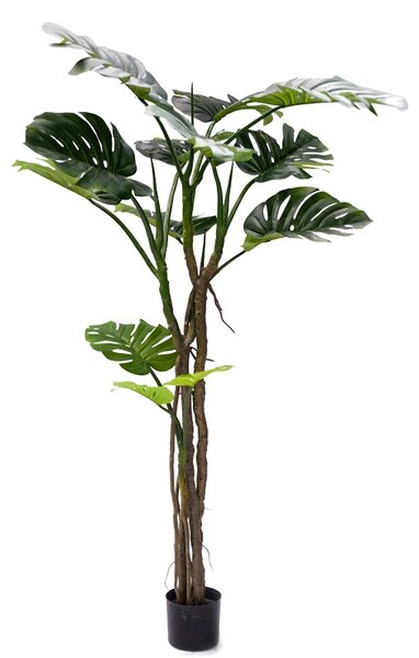 Planta decorativa Monstera III Pako World Negru inaltime 180 cm
