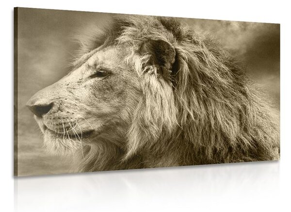 Tablou leu african în design sepia
