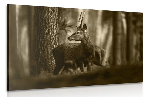 Tablou cerbul în pădure de pini în sepia