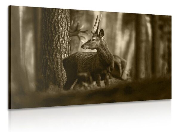Tablou cerbul în pădure de pini în sepia