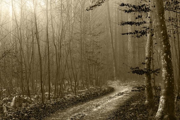Tablou cărare sepia spre pădure