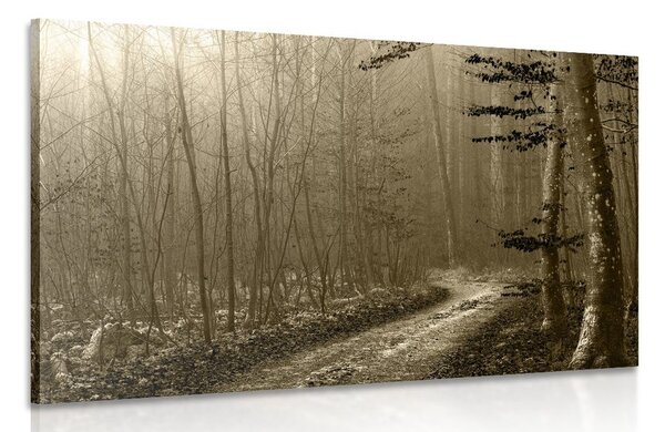 Tablou cărare sepia spre pădure
