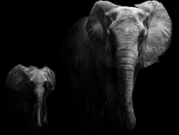 Tablou elefant mic si elefant feminin