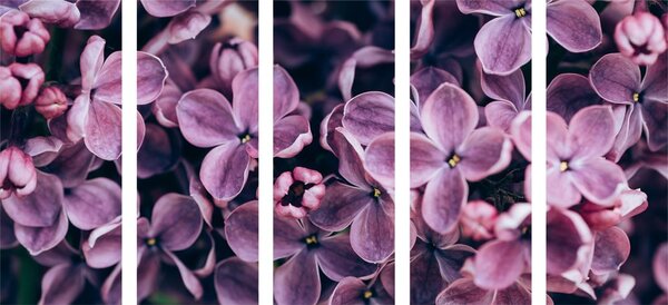 Tablou 5-piese flori violete de liliac