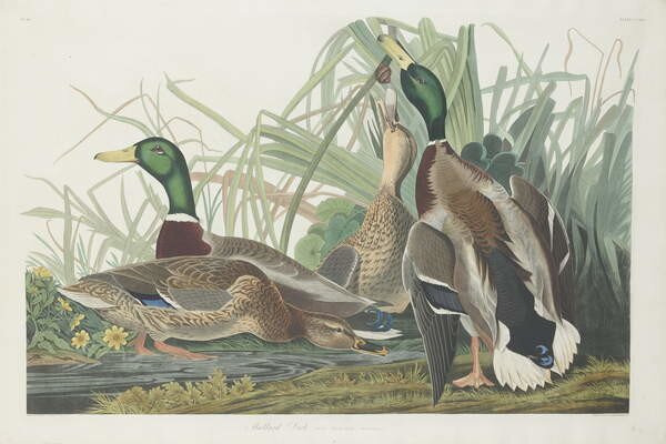 John James (after) Audubon - Artă imprimată Mallard Duck, 1834, (40 x 26.7 cm)