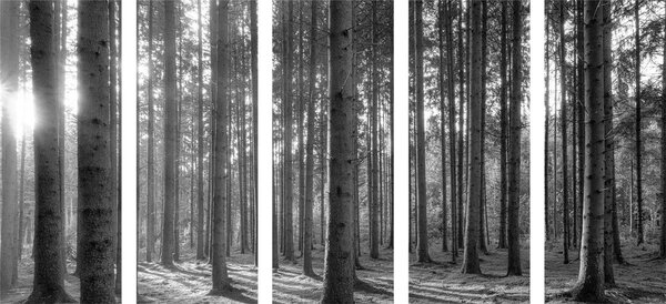Tablou 5-piese dimineața în pădure în design alb-negru
