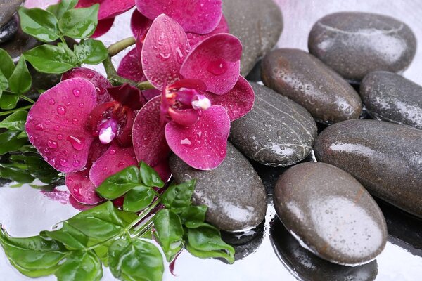 Tablou orhidee înfloritoare și pietre wellness