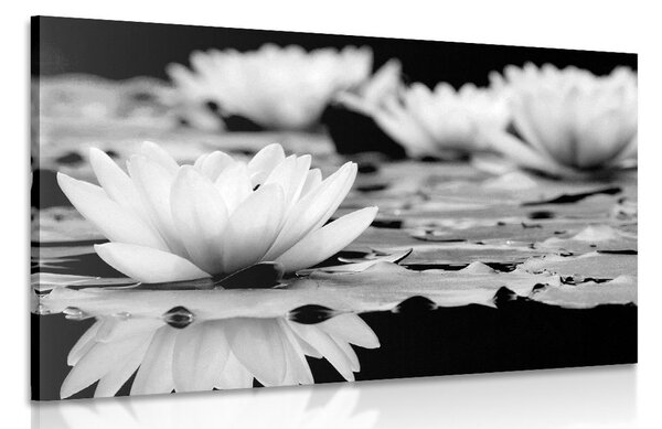 Tablou floare de lotus în design alb-negru