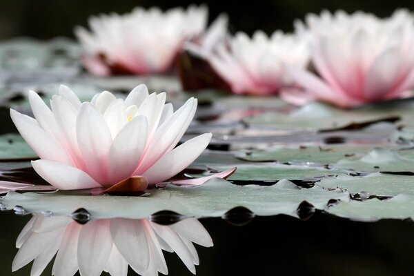 Tablou floare de lotus