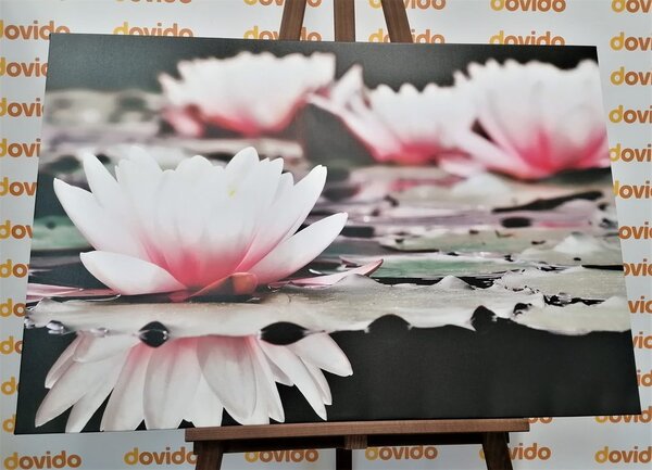 Tablou floare de lotus
