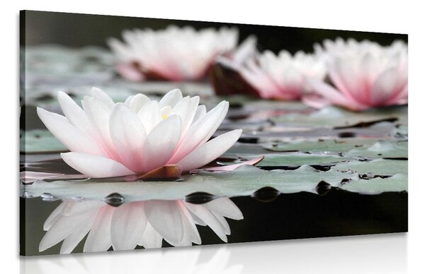 Tablou floare de lotus