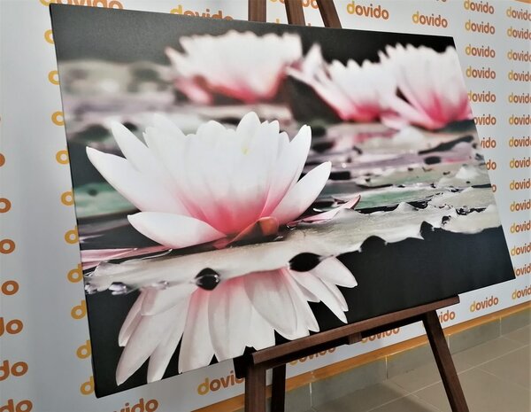Tablou floare de lotus