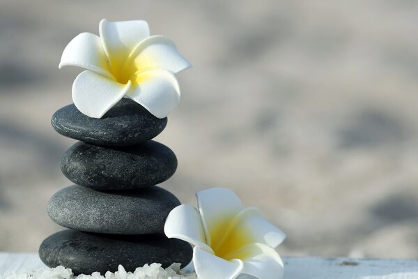 Tablou pietre armonice și floare plumeria