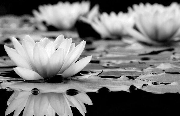 Tablou floare de lotus în design alb-negru